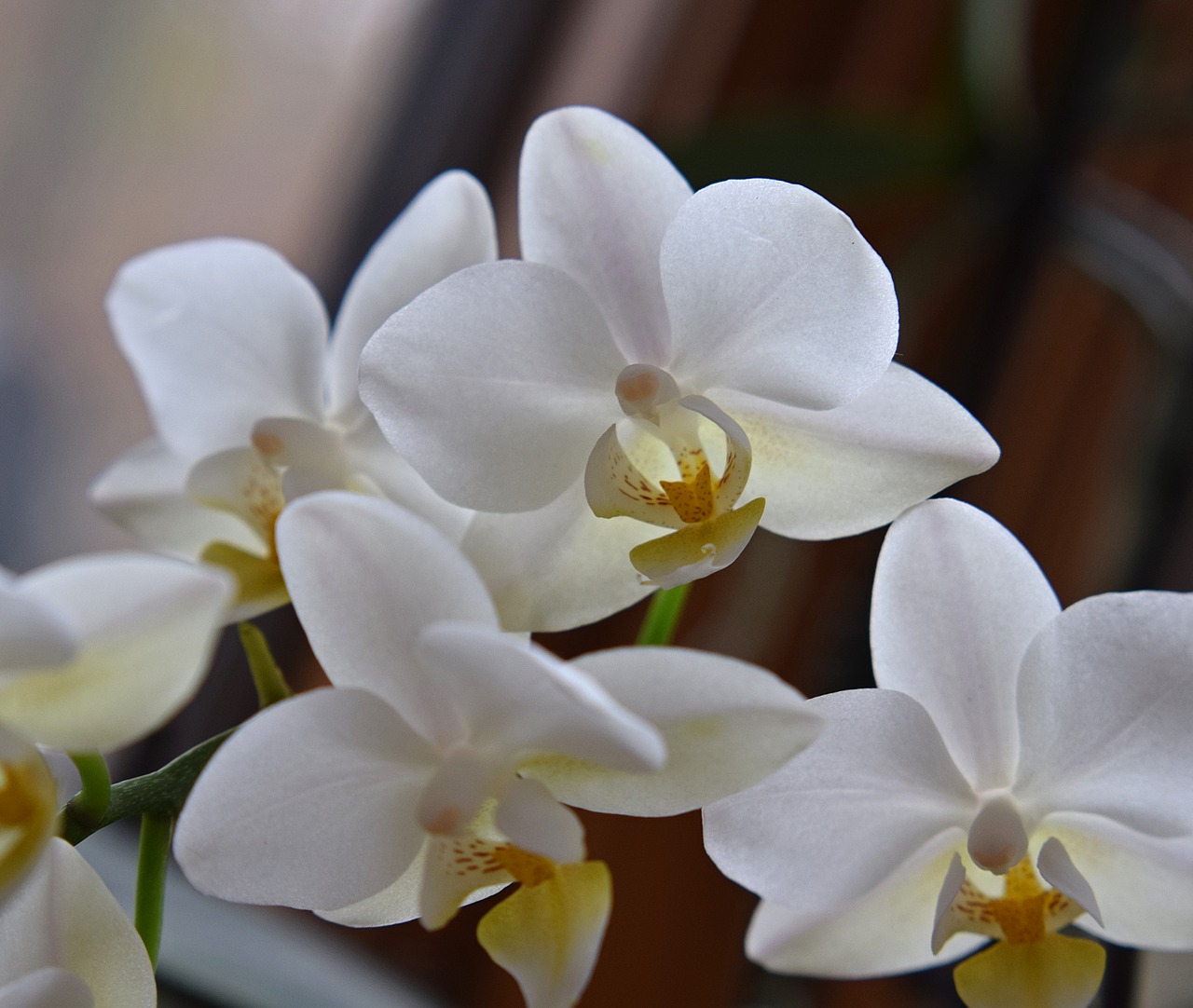 Hibridinis Falaenopsis, Phalaenopsis, Orchidėja, Geltona, Balta, Vazoninis Augalas, Augalas, Atogrąžų, Gėlė, Gėlių