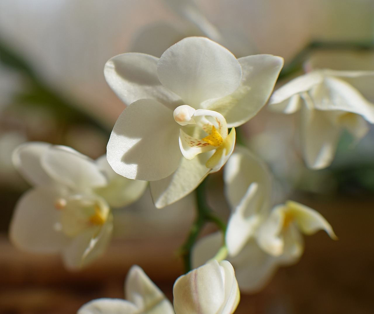 Hibridinis Falaenopsis, Phalaenopsis, Orchidėja, Geltona, Balta, Vazoninis Augalas, Augalas, Atogrąžų, Gėlė, Gėlių