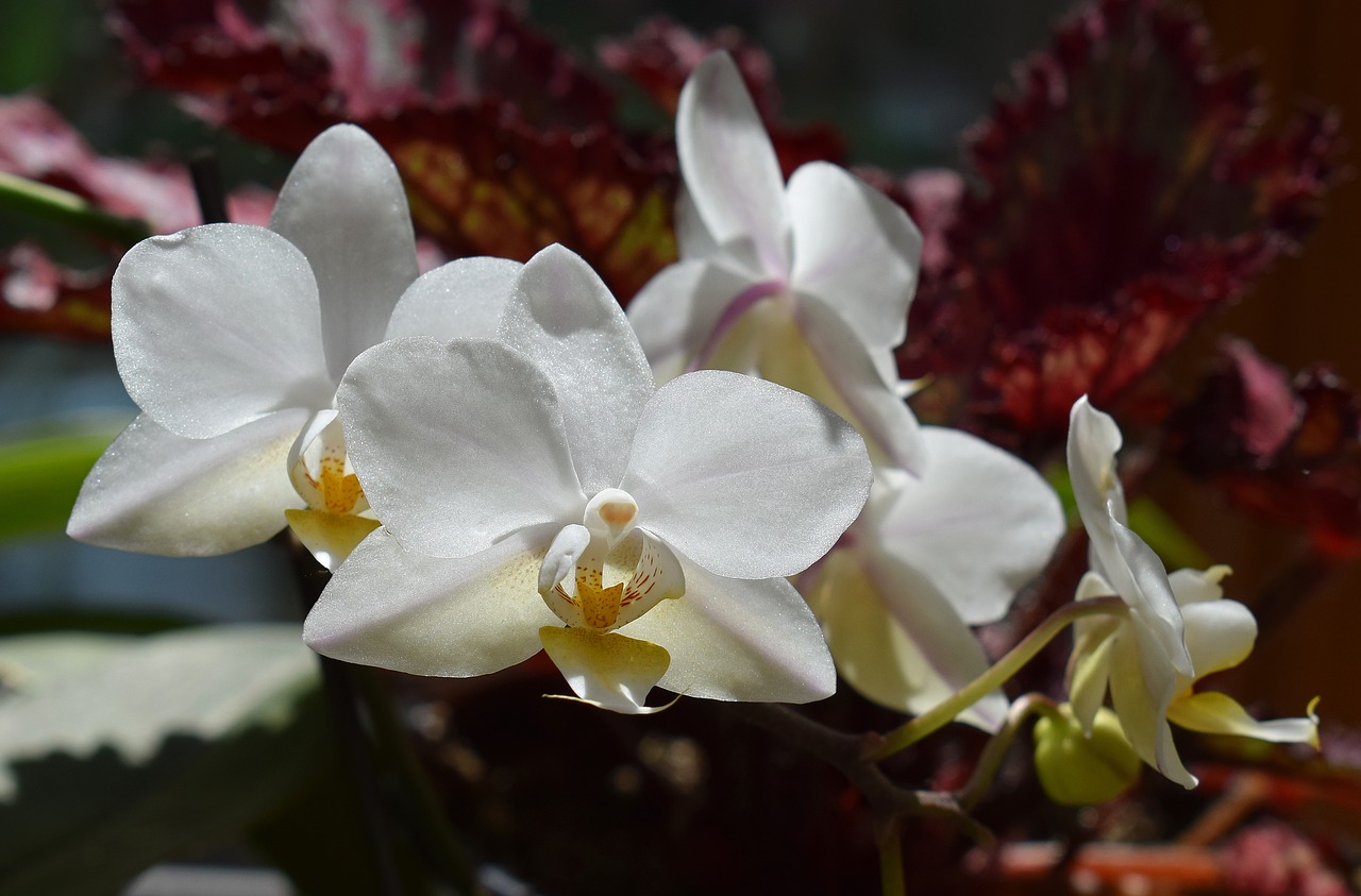 Hibridinis Falaenopsis, Phalaenopsis, Orchidėja, Geltona, Balta, Vazoninis Augalas, Augalas, Atogrąžų, Gėlė, Gėlių