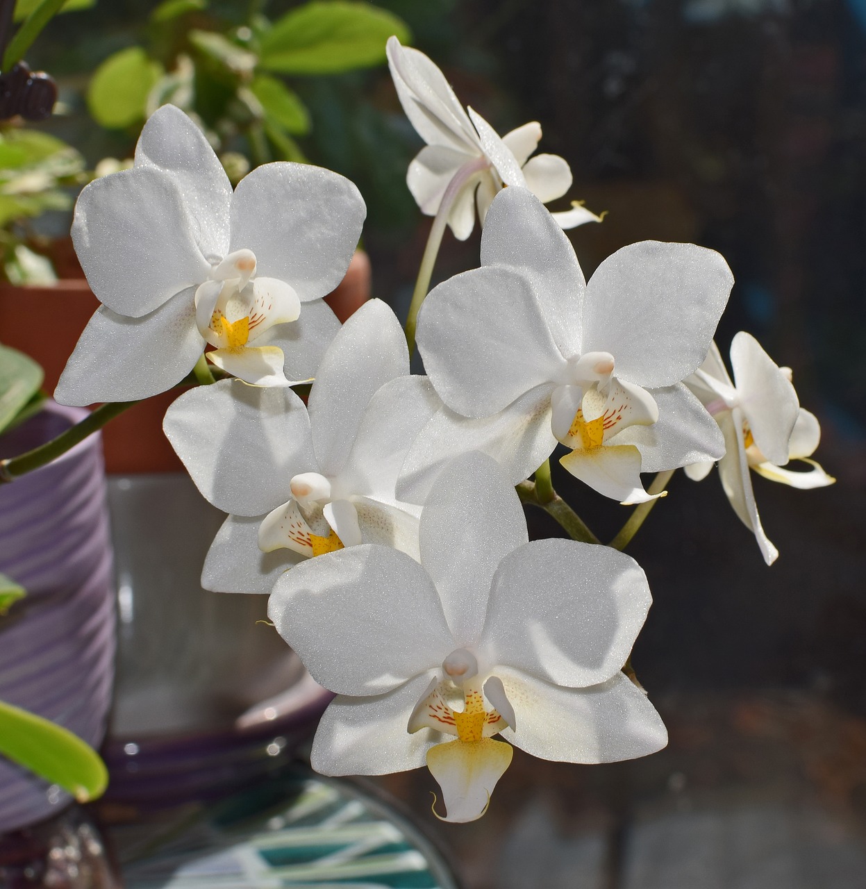 Hibridinis Falaenopsis, Phalaenopsis, Orchidėja, Geltona, Balta, Vazoninis Augalas, Augalas, Atogrąžų, Gėlė, Gėlių