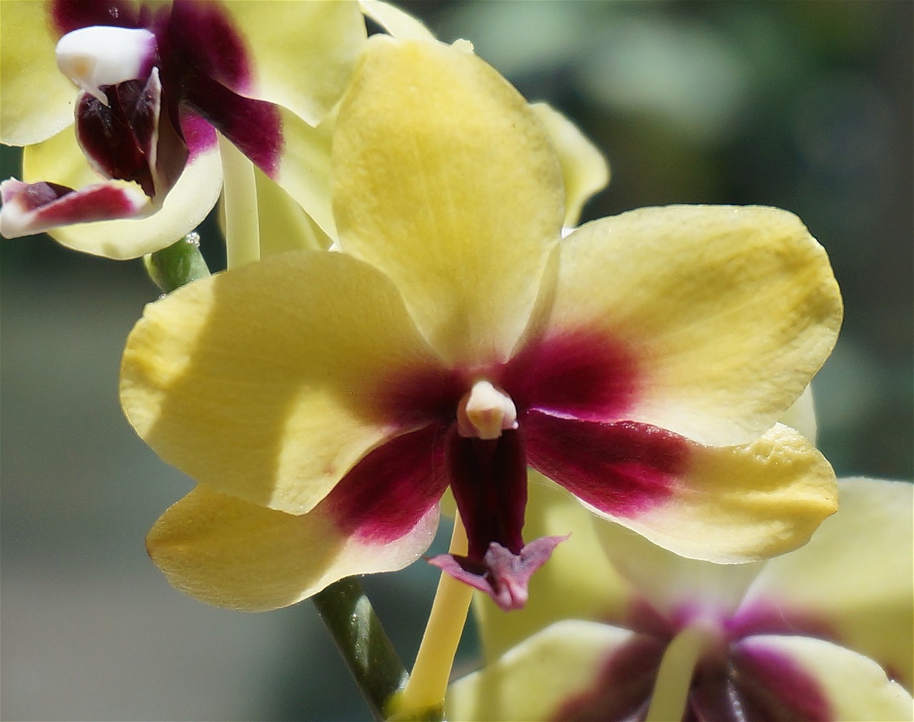 Hibridinis Falaenopsis Arti, Phalaenopsis, Orchidėja, Geltona, Raudona, Vazoninis Augalas, Augalas, Atogrąžų, Gėlė, Gėlių