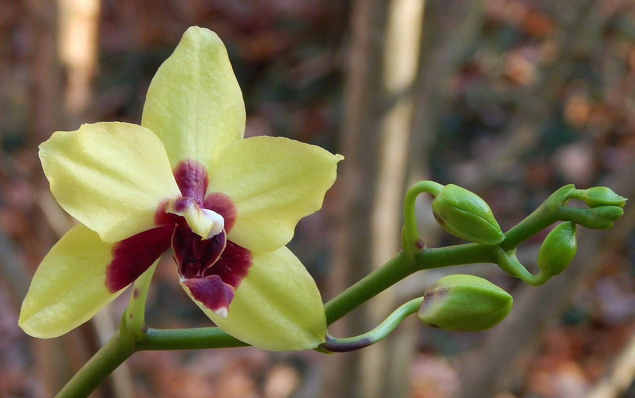 Hibridinis Phalaenopsis Su Pumpurais, Phalaenopsis, Orchidėja, Geltona, Raudona, Vazoninis Augalas, Augalas, Atogrąžų, Gėlė, Gėlių