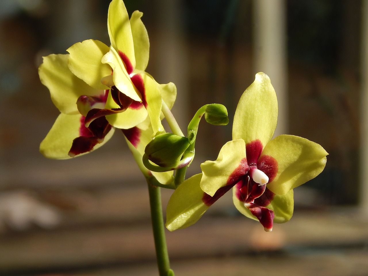 Hibridinis Phalaenopsis Su Pumpurais, Phalaenopsis, Orchidėja, Geltona, Raudona, Vazoninis Augalas, Augalas, Atogrąžų, Gėlė, Gėlių