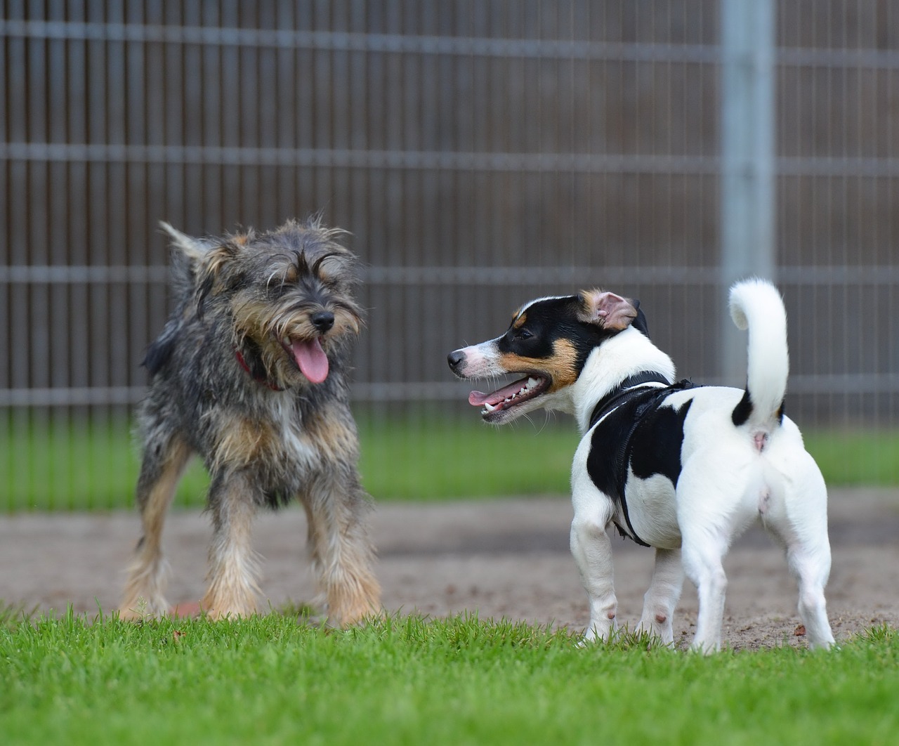 Hibridai, Mažas, Saldus, Mažas Šuo, Naminis Gyvūnėlis, Kuschelig, Mažas Hibridas, Knuffig, Jack Russell Terrier, Nemokamos Nuotraukos