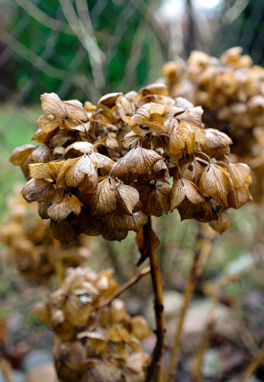 Hortenzija, Ruduo, Gėlė, Sodas, Kepkite, Gamta, Miręs, Nemokamos Nuotraukos,  Nemokama Licenzija