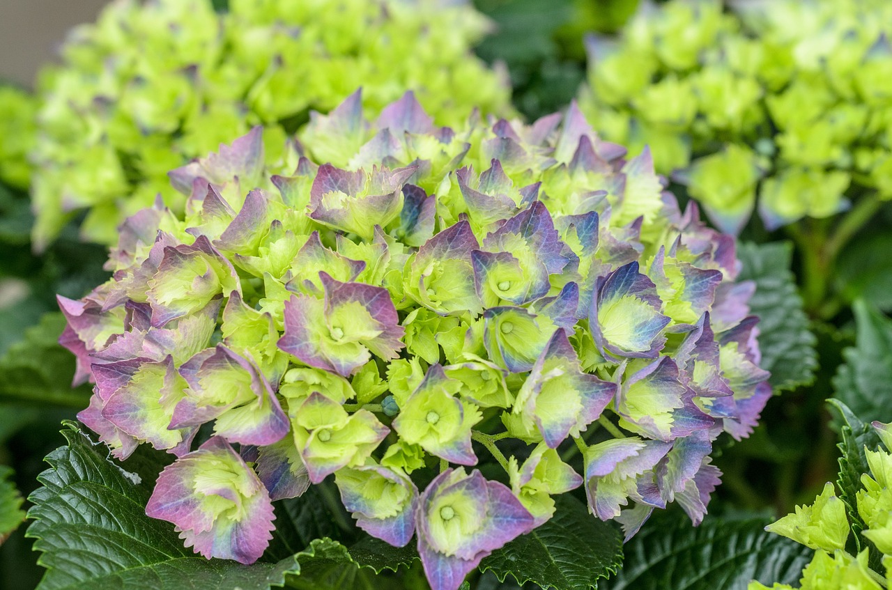 Hortenzija, Neonas, Žalias, Violetinė, Rožinis, Gėlė, Žiedas, Žydėti, Pavasaris, Vasara