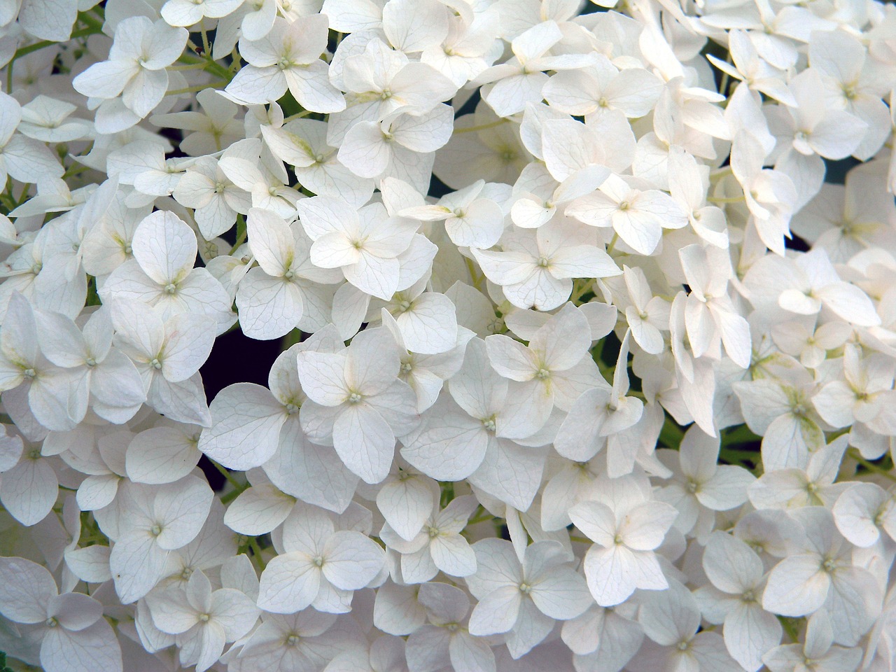 Hortenzija, Balta Gėlė, Speciali Hydrangea, Balta Hydrangea, Balta, Augalas, Iš Arti, Krūmas, Dekoratyvinis Augalas, Sodo Gėlė