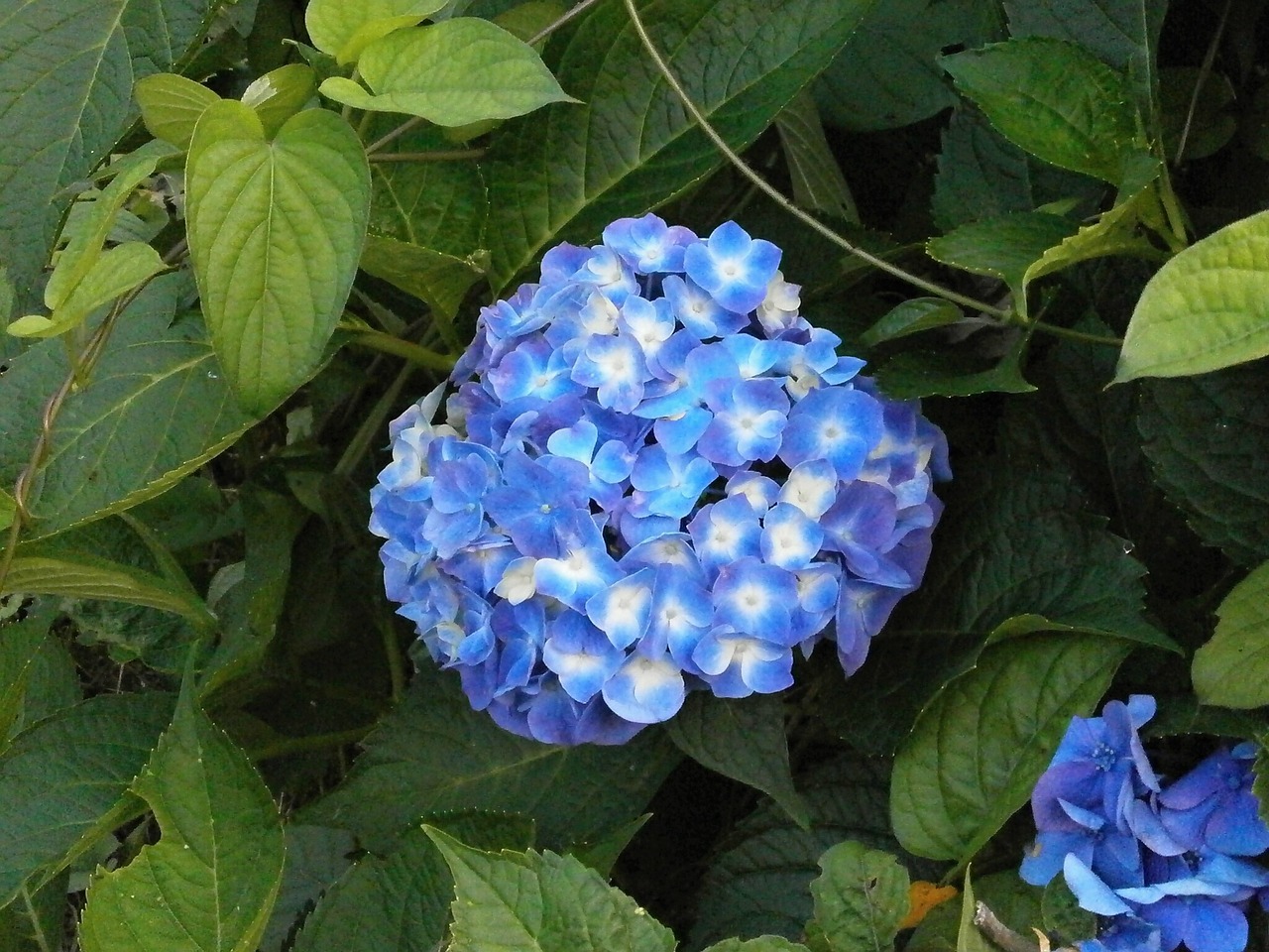 Hortenzija, Vasaros Gėlės, Mėlynos Gėlės, Nemokamos Nuotraukos,  Nemokama Licenzija