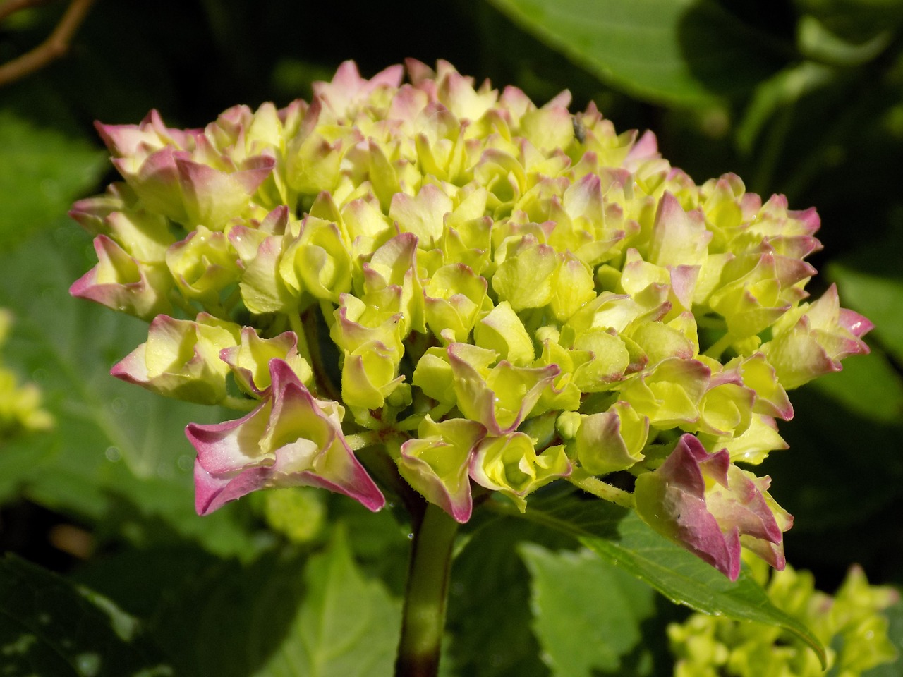 Hortenzija, Hortenzijos Augalai, Hydrangeaceae, Gėlių Pumpurai, Nemokamos Nuotraukos,  Nemokama Licenzija