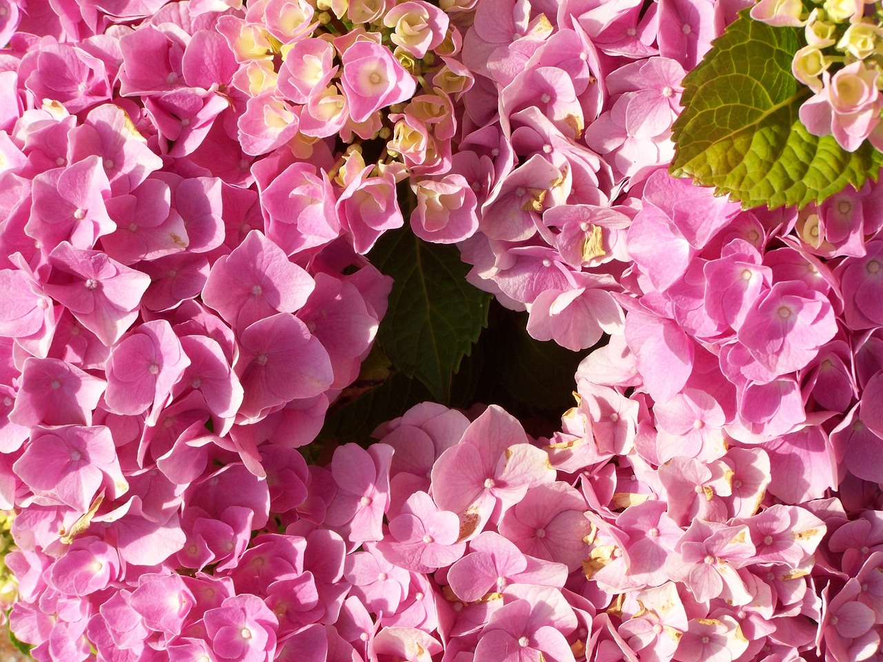 Hortenzija, Rožinis Gėlių Sodas, Vasaros Gėlė, Nemokamos Nuotraukos,  Nemokama Licenzija