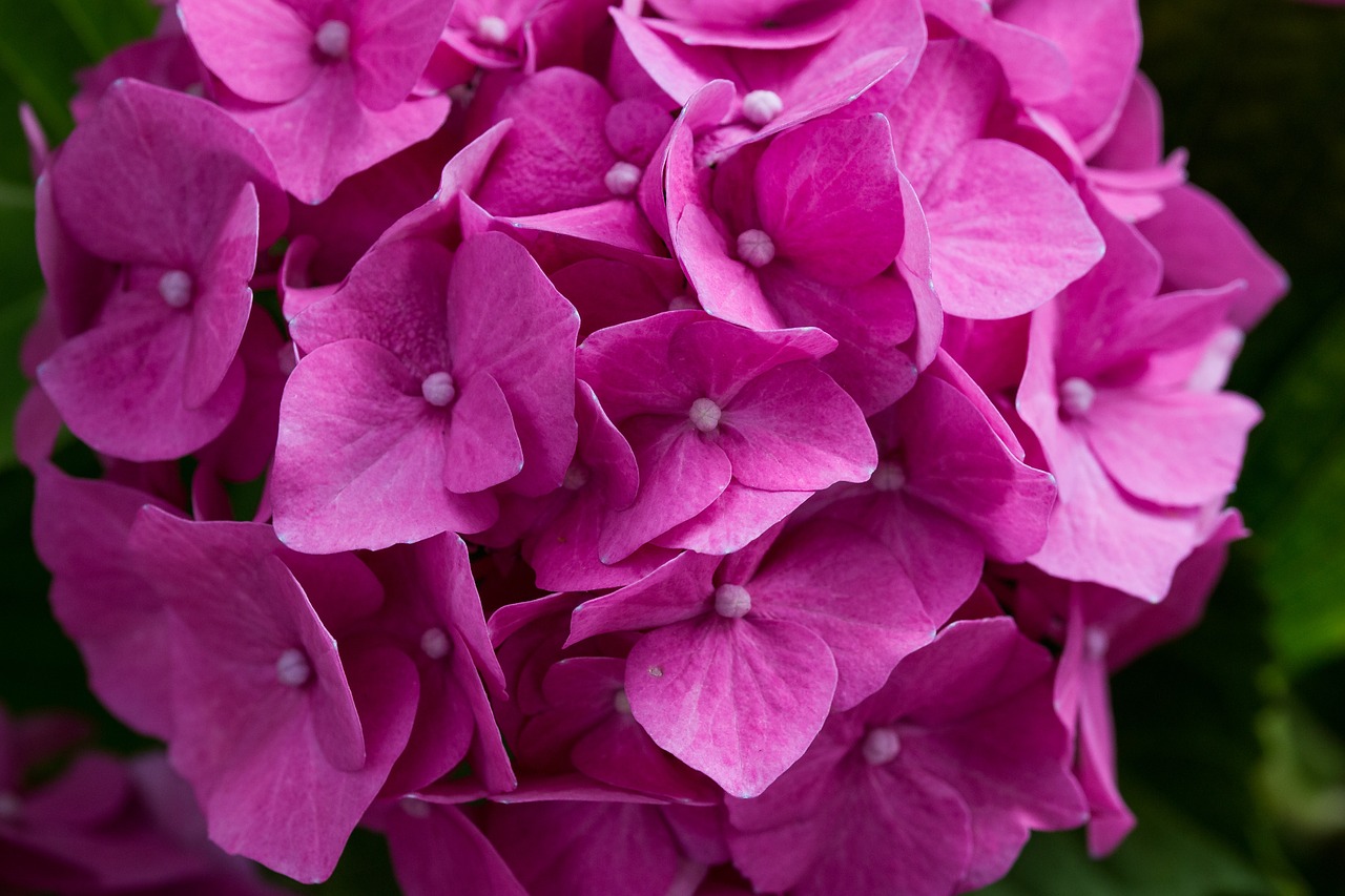 Hortenzija, Žiedas, Žydėti, Hortenzijos Gėlė, Lapai, Rožinis, Augalas, Žiedynas, Šiltnamio Hortensia, Nemokamos Nuotraukos