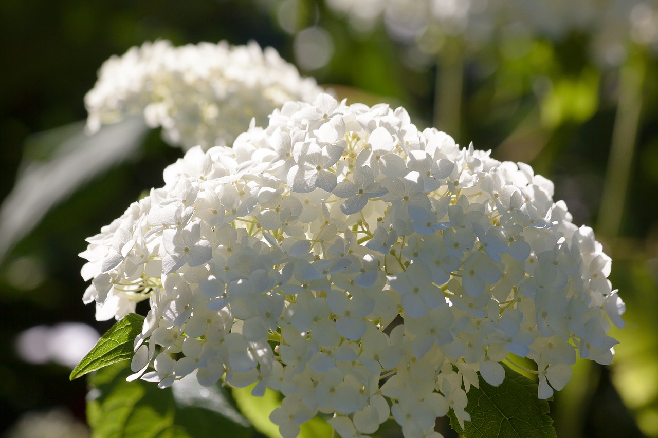 Hortenzija, Gentis, Šiltnamio Hortensia, Hydrangeaceae, Dekoratyvinis Krūmas, Rožinis, Violetinė, Gėlės, Gėlė, Žiedas