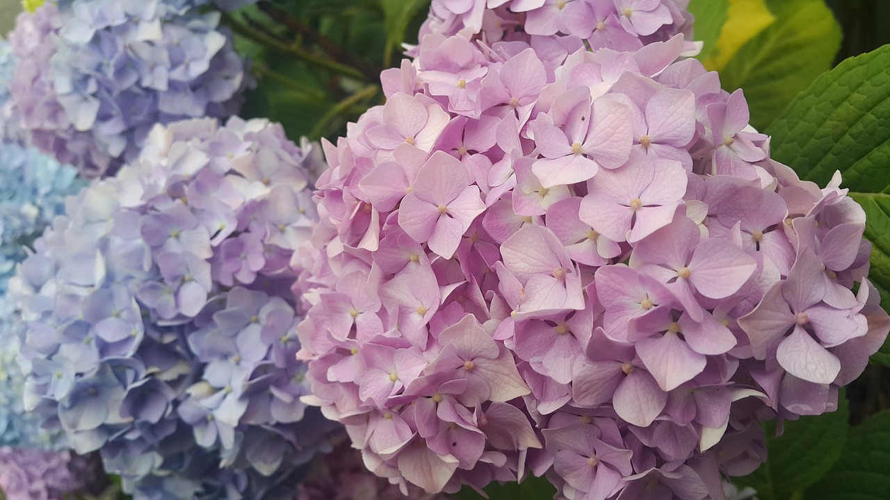 Hortenzija, Žiedlapis, Gėlės, Gamta, Rožinis, Violetinė, Augalai, Nemokamos Nuotraukos,  Nemokama Licenzija