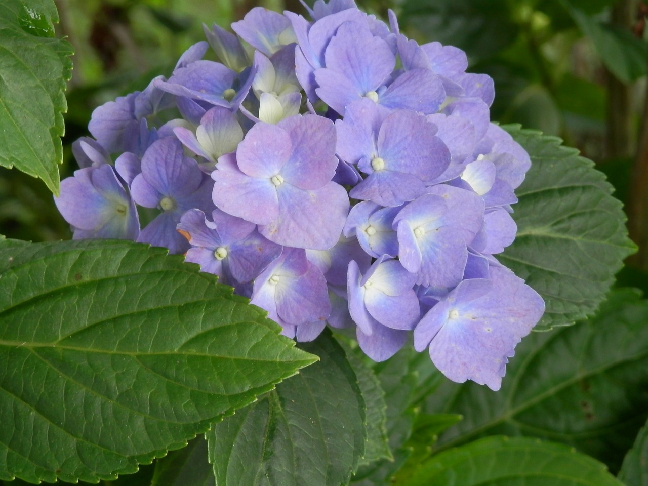 Hortenzija, Mėlynas, Flowrs, Violetinė, Violetinė, Žiedai, Žydi, Žydi, Žydėjimas, Augalai