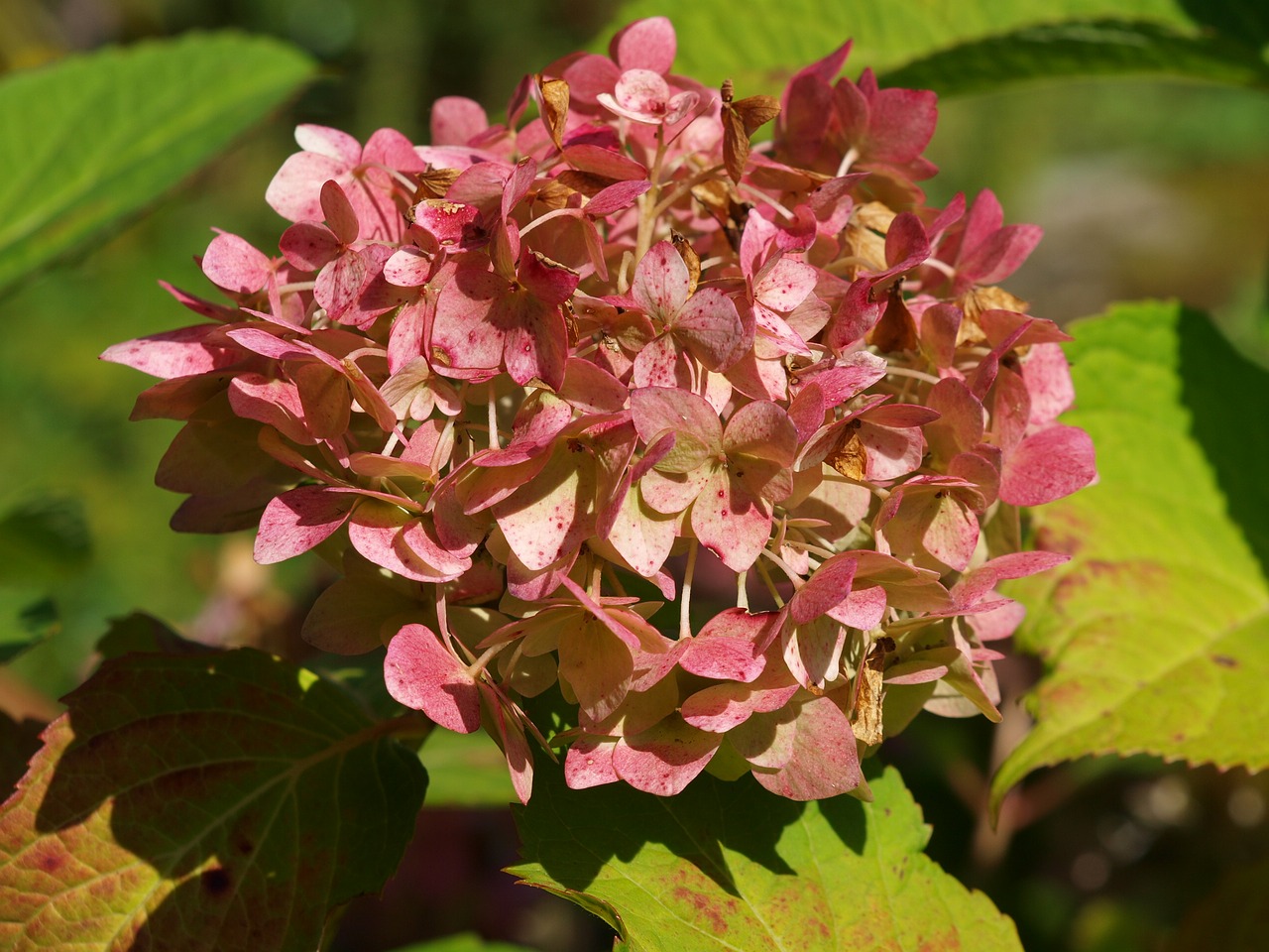 Hortenzija, Žiedas, Žydėti, Ga, Gėlė, Šiltnamio Hortensia, Hortenzijos Gėlė, Gamta, Nemokamos Nuotraukos,  Nemokama Licenzija