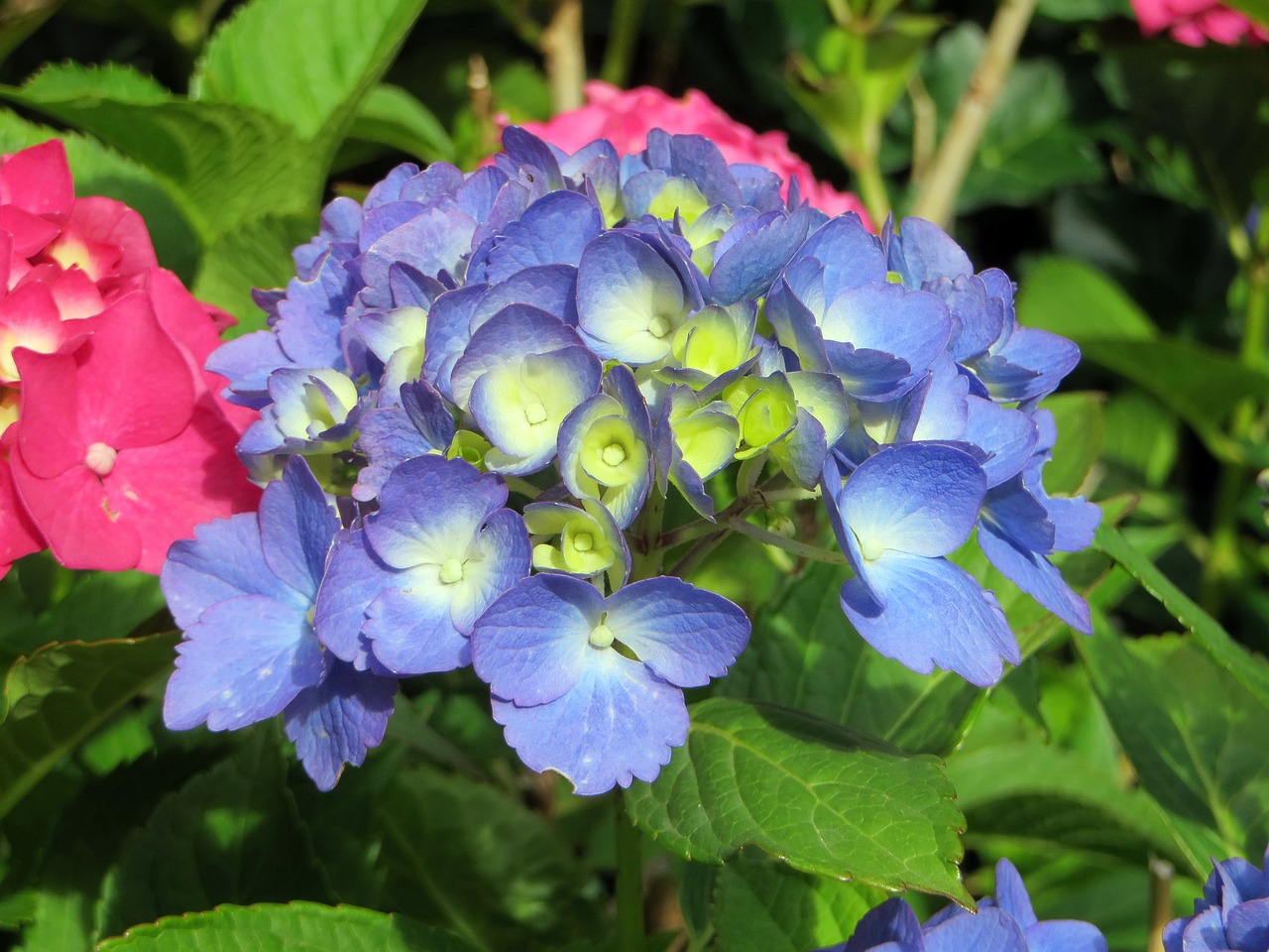 Hortenzija, Mėlynas, Hydrangea Macrophylla, Žydėjimas, Purpurinės Gėlės, Mėlynos Gėlės, Violetinė, Sodas, Brittany, Augalas