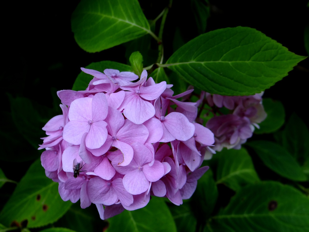 Hortenzija, Gėlė, Violetinė, Žiedas, Botanikos, Nemokamos Nuotraukos,  Nemokama Licenzija