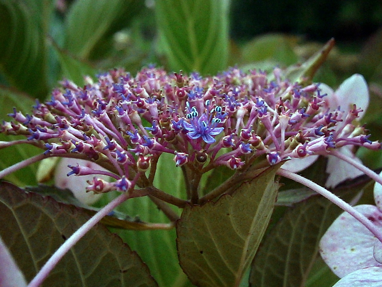 Hortenzija, Violetinė, Balta, Gėlės, Budas, Krūmas, Gėlė, Mėlynas, Gamta, Sodas