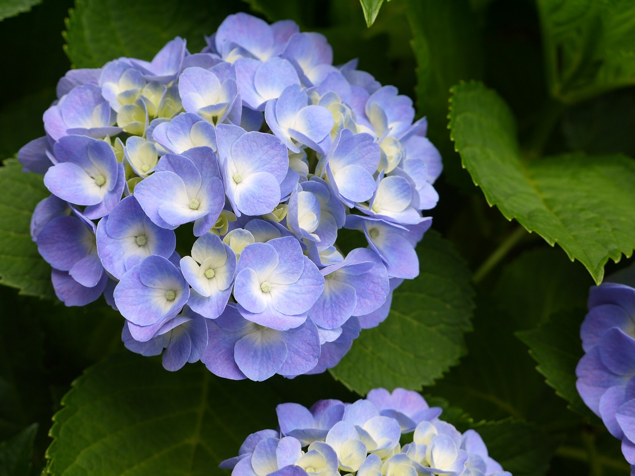 Hortenzija, Gėlė, Violetinė, Nemokamos Nuotraukos,  Nemokama Licenzija