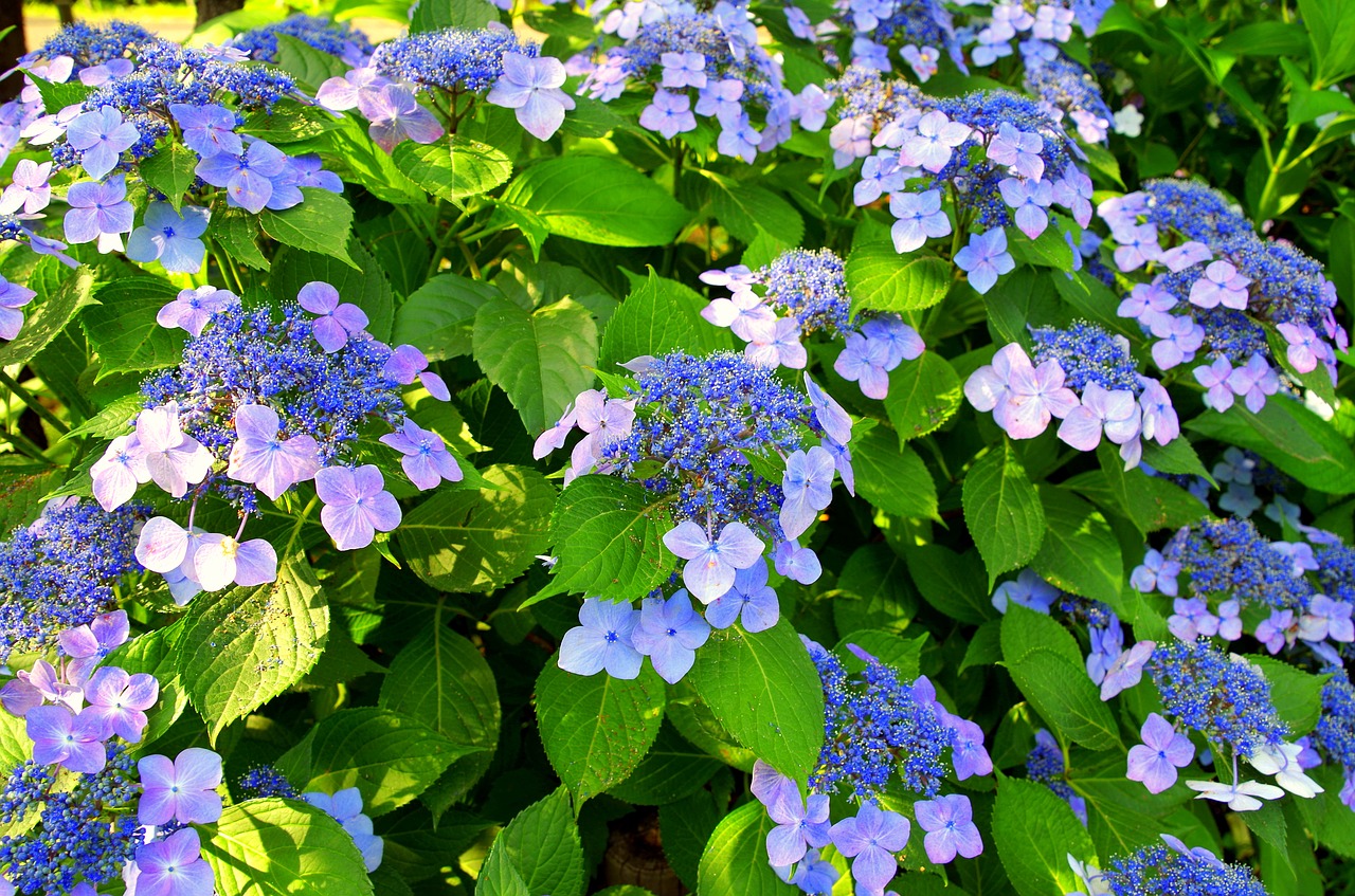 Hortenzija, Gegužė, Japonija, Žalias, Natūralus, Lietaus Sezonas, Violetinė, Birželis, Japonijos Gėlė, Mėlynas