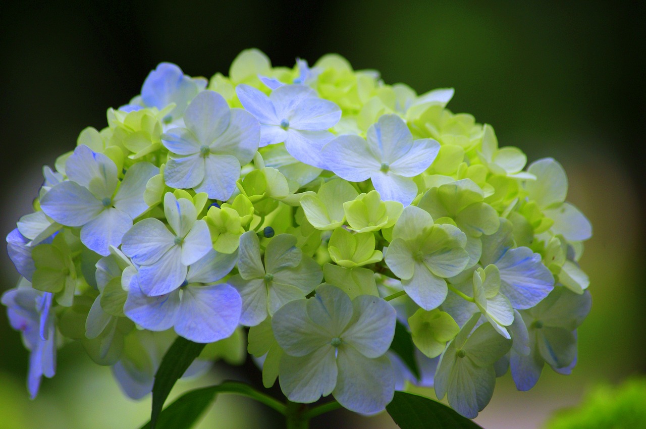 Hortenzija, Japonija, Žalias, Lietaus Sezonas, Natūralus, Augalas, Gėlės, Birželis, Japonijos Gėlė, Vasaros Pradžioje