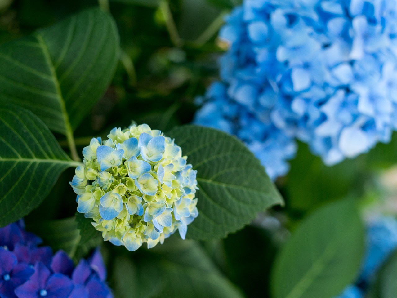 Hortenzija, Gėlės, Lietaus Sezonas, Natūralus, Augalas, Japonijos Gėlė, Birželis, Balta, Mėlynas, Lietus