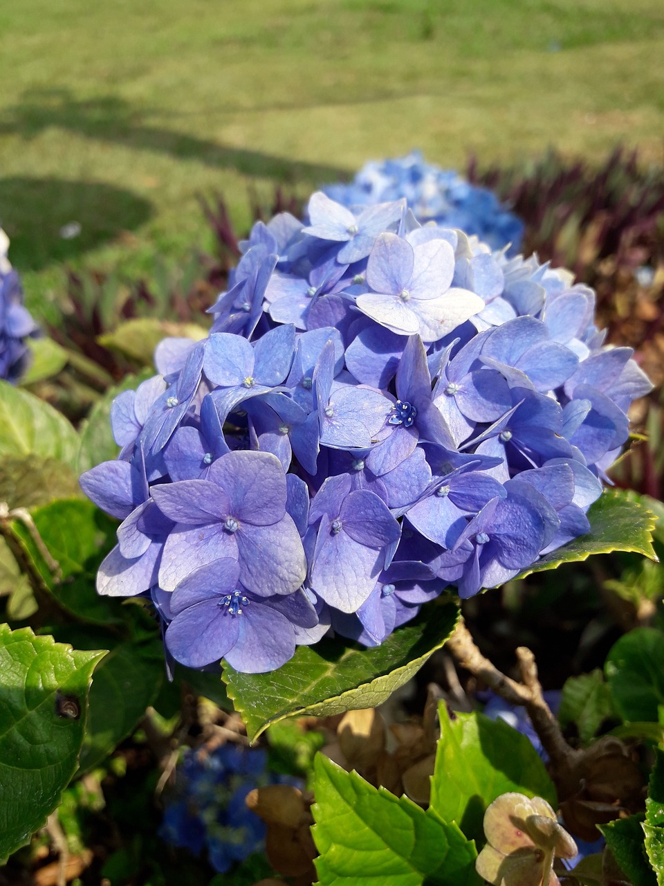 Hortenzija, Purpurinė Gėlė, Violetinė, Flora, Gamta, Gėlė, Žiedas, Pavasaris, Žydėti, Natūralus