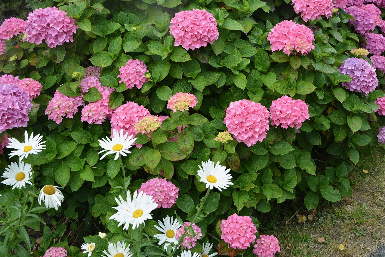 Hortenzija, Apsidraudimas, Rožinės Gėlės, Rozės, Gamta, Gėlės, Augalas, Krūmai, Sodas, Haie Fleurie