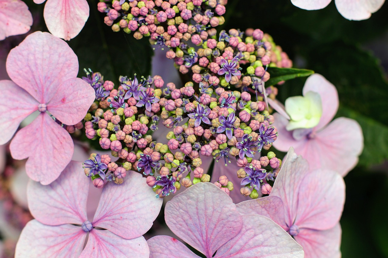 Hortenzija, Gėlė, Žiedas, Žydėti, Uždaryti, Šiltnamio Hortensia, Mėlynas, Rožinis, Sodas, Žydėti