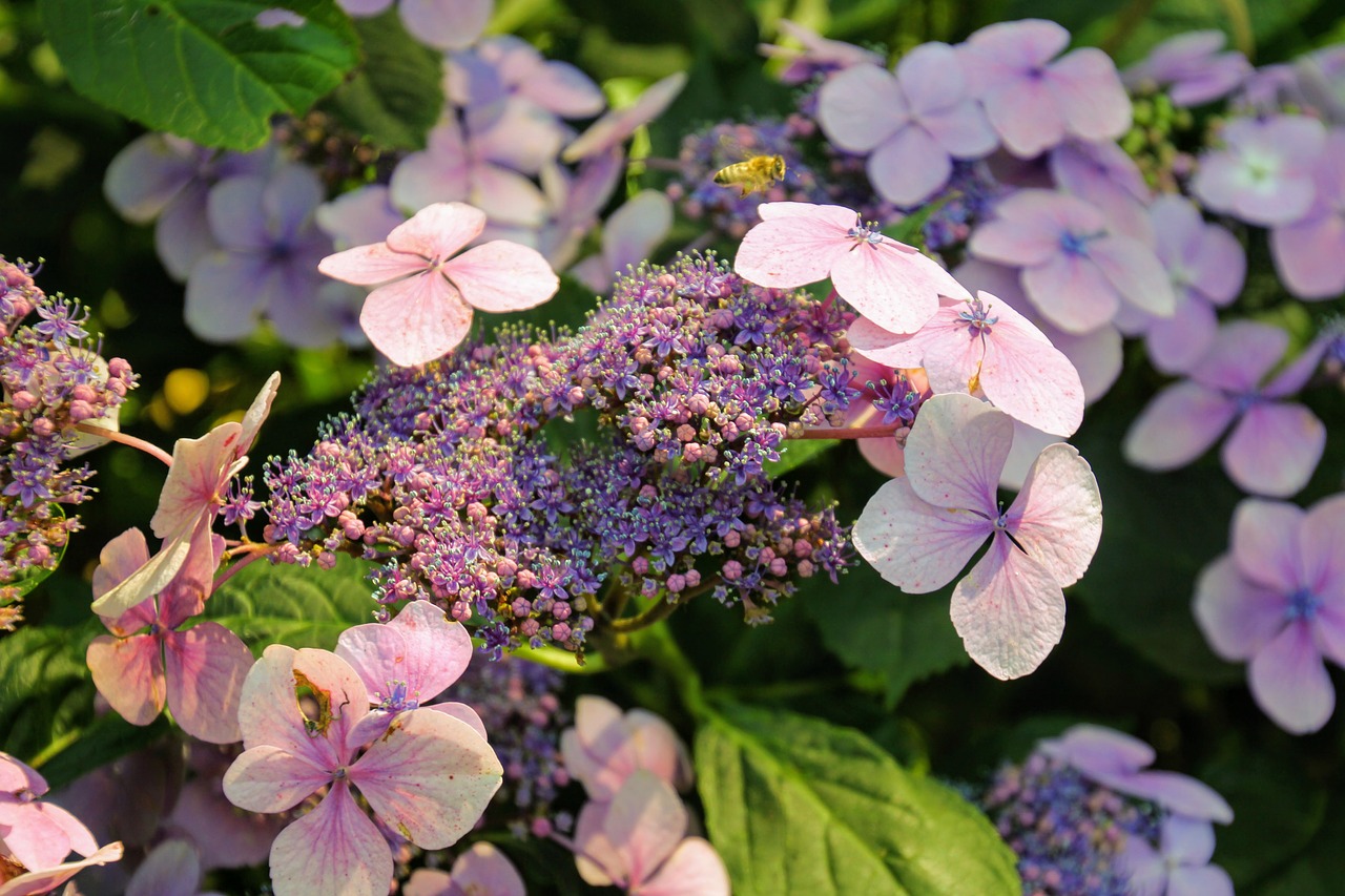 Hortenzija, Gėlė, Žiedas, Žydėti, Uždaryti, Šiltnamio Hortensia, Mėlynas, Rožinis, Sodas, Žydėti