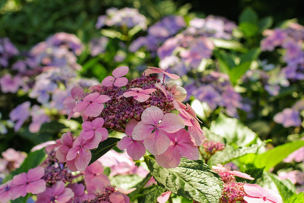 Hortenzija, Gėlė, Žiedas, Žydėti, Uždaryti, Šiltnamio Hortensia, Mėlynas, Rožinis, Sodas, Žydėti