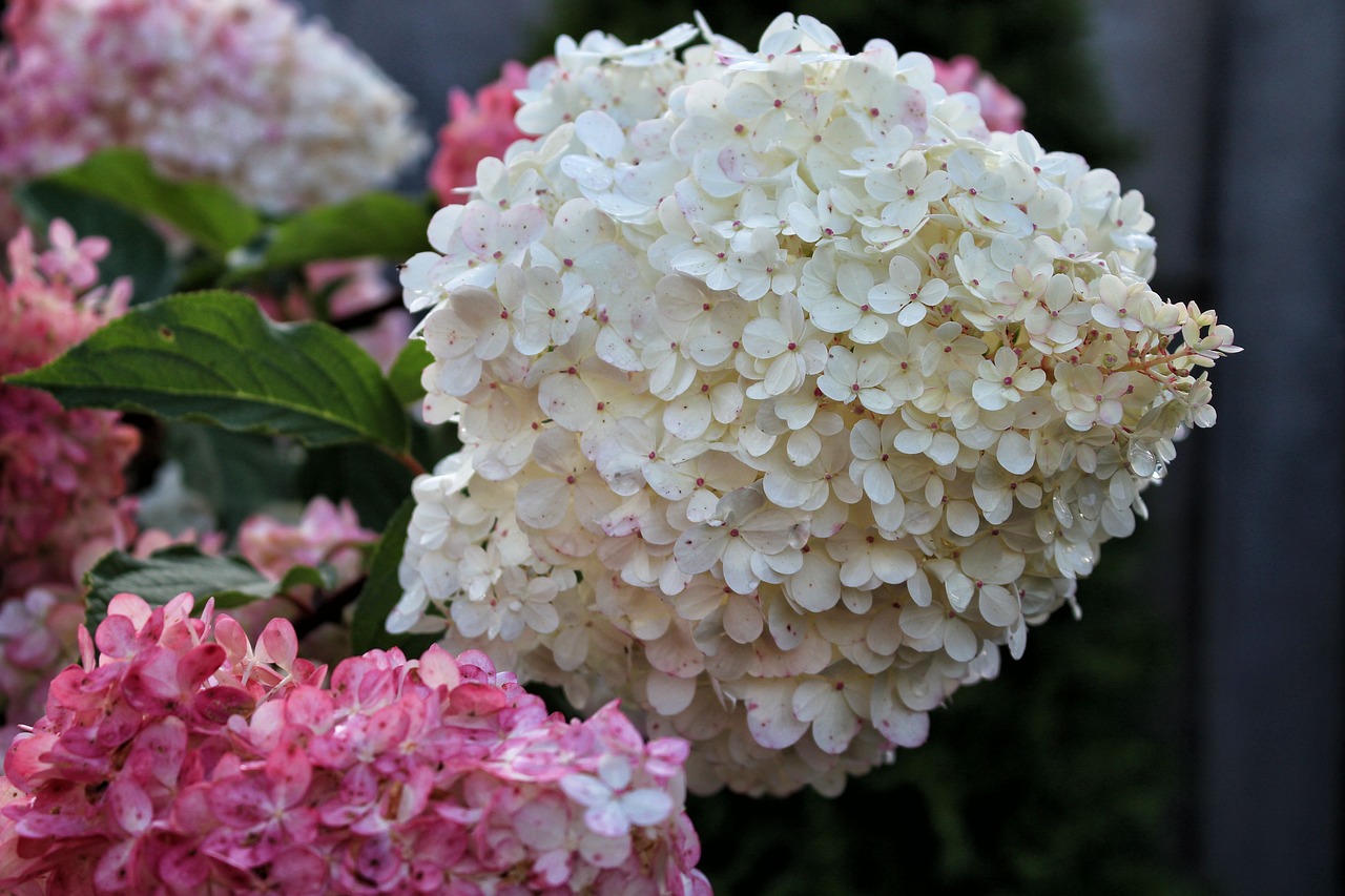 Hortenzija, Gėlės, Hydrangeas, Gėlių Sodas, Nemokamos Nuotraukos,  Nemokama Licenzija