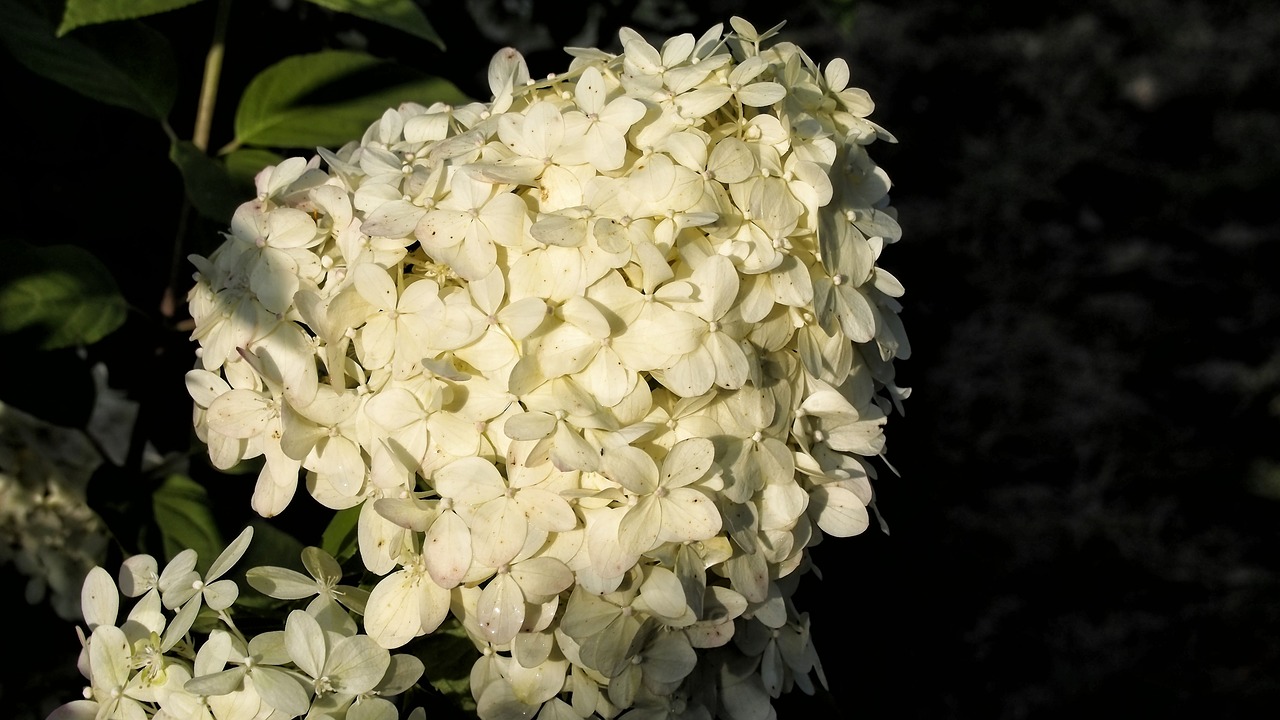 Hortenzija, Hydrangeas, Žydi, Gėlė, Sodas, Gamta, Sodo Augalas, Augalas, Vasara, Gėlių Sodas