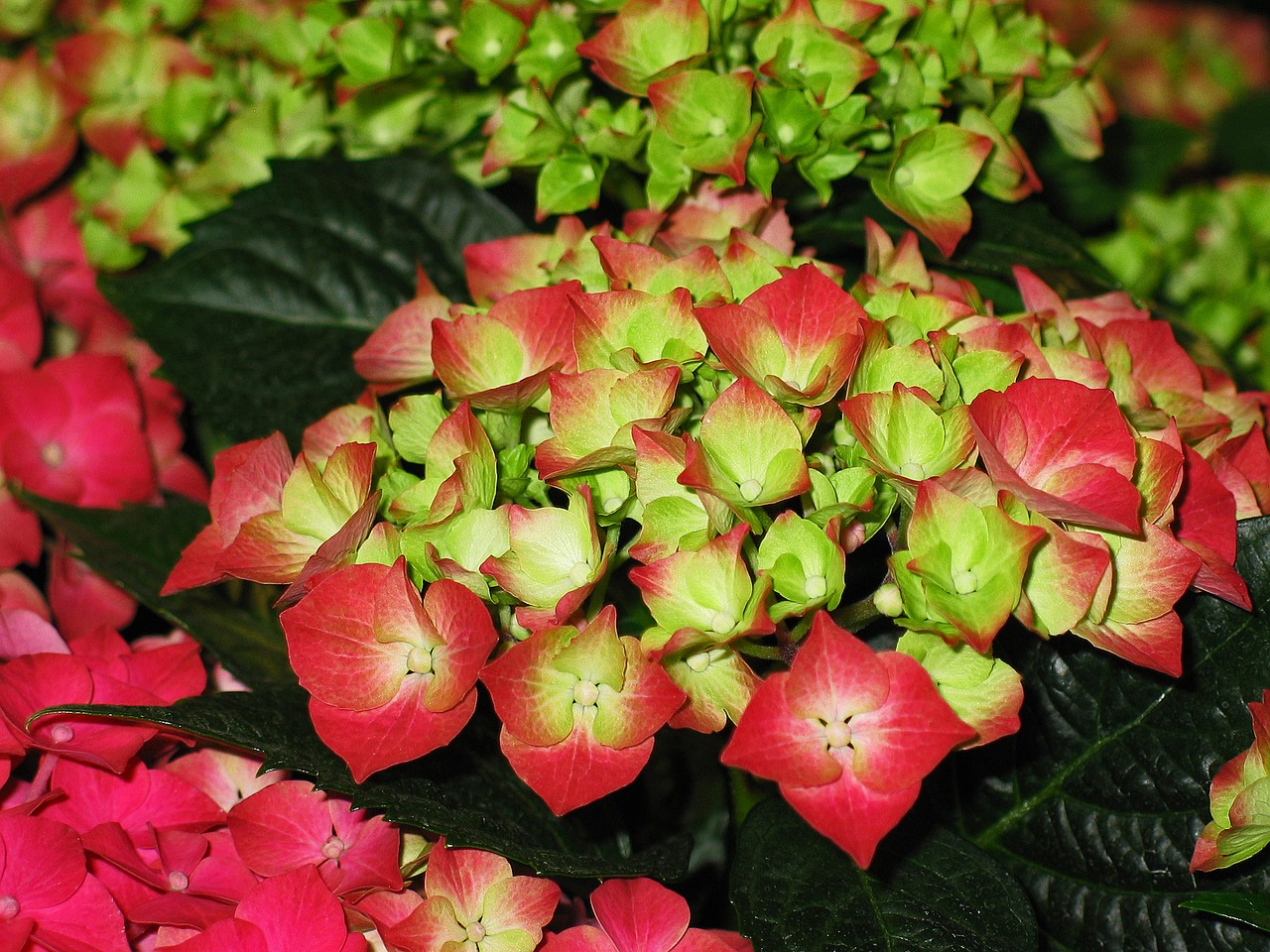 Hortenzija, Sodas, Žiedas, Žydėti, Gėlė, Gamta, Augalas, Žiedynas, Hortenzijos Gėlės, Šiltnamio Hortensia