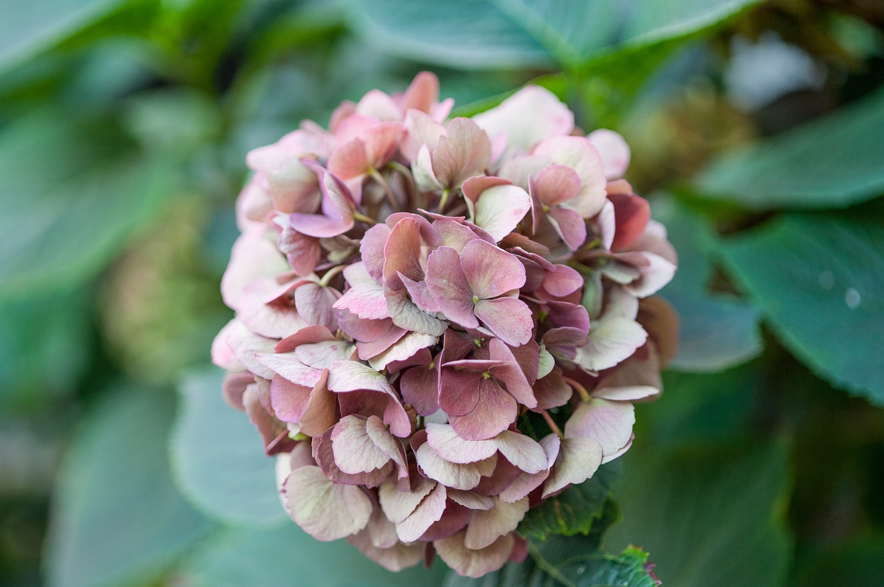 Hortenzija, Šiltnamio Hortensia, Žiedas, Žydėti, Žiedynas, Dekoratyvinis Krūmas, Gamta, Ruduo, Didelis, Gėlės