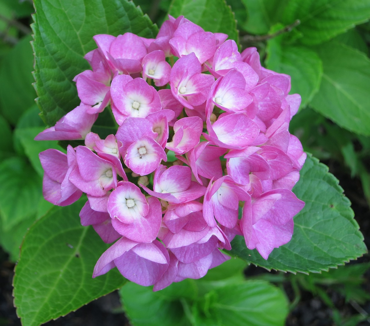 Hortenzija, Žiedas, Žydėti, Violetinė, Violetinė, Rožinis, Nemokamos Nuotraukos,  Nemokama Licenzija