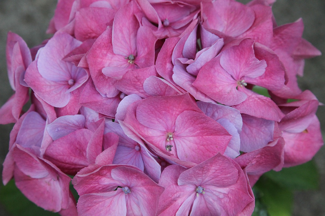 Hortenzija, Hydrangeas, Uždaryti, Gėlės, Rožinis, Žiedas, Sodas, Gėlė, Nemokamos Nuotraukos,  Nemokama Licenzija