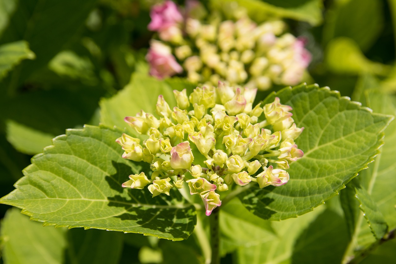 Hortenzija,  Bud,  Rožinis,  Augalų,  Vasara,  Sodas,  Hortenzija Gėlių,  Dekoratyvinis Augalas,  Floros,  Gamta