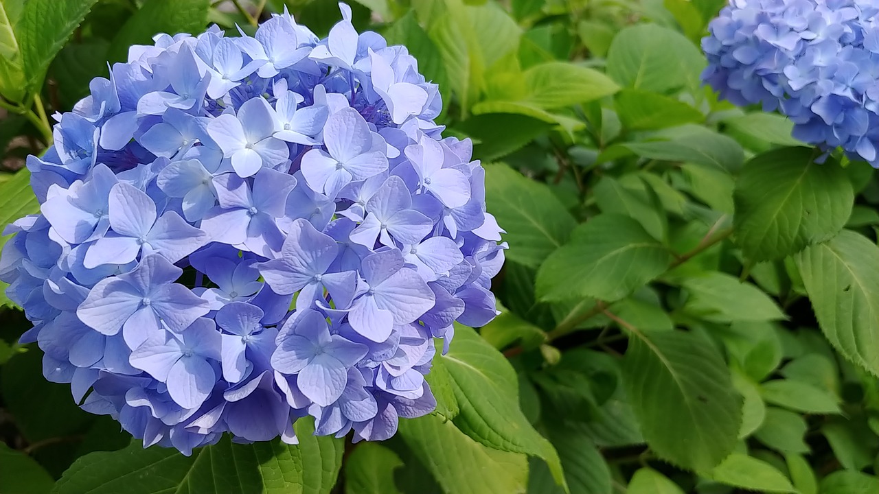 Hortenzija,  Gėlės,  Pobūdį,  Augalai,  Žiedlapis,  Violetinė,  Žiedas, Nemokamos Nuotraukos,  Nemokama Licenzija