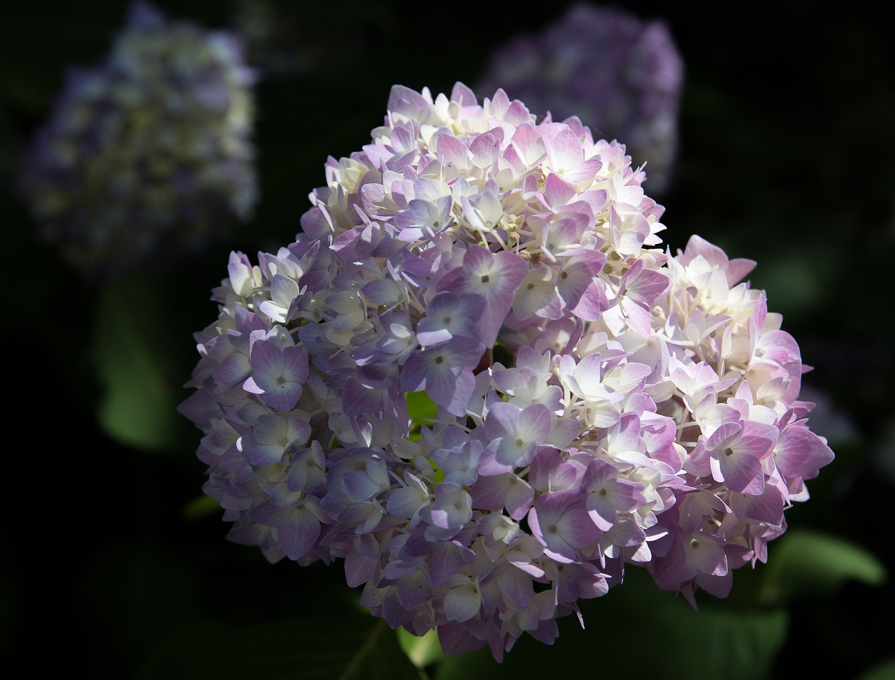 Hortenzija,  Augalų,  Gėlė,  Violetinė,  Dekoratyvinis Augalas,  Floros,  Sodas,  Pobūdį,  Žiedas,  Žydi