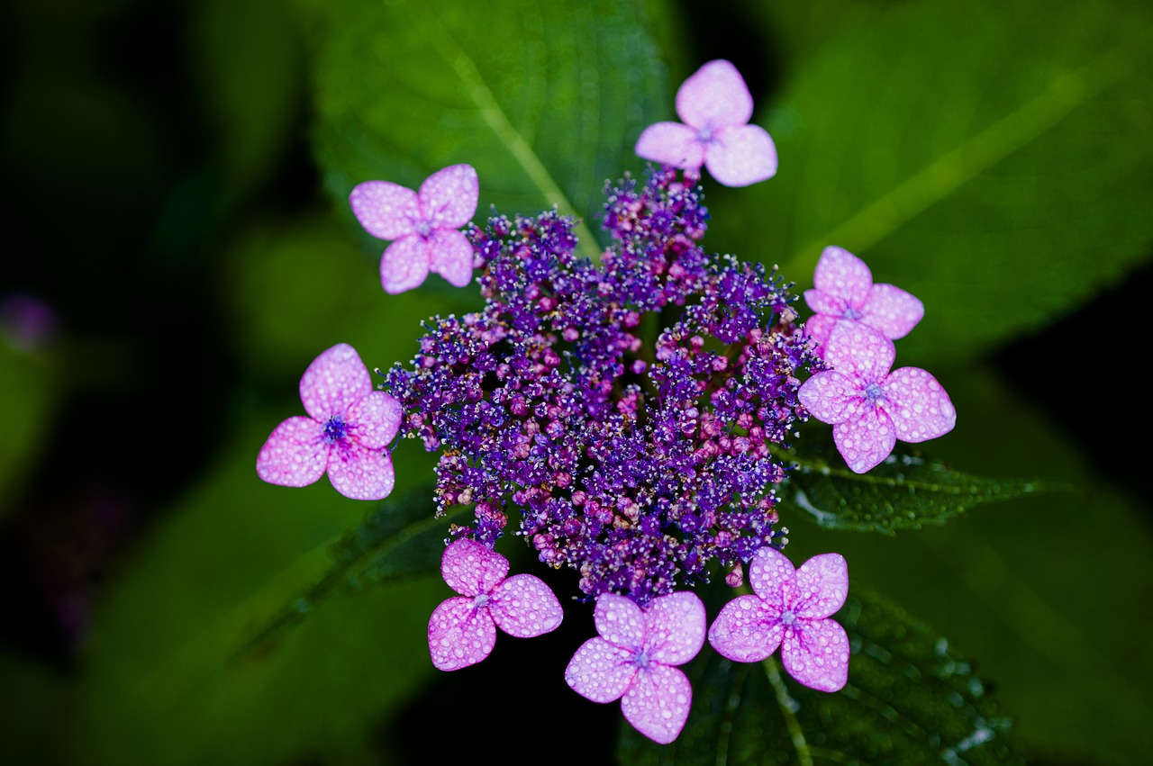 Hortenzija,  Halla United States,  Violetinė,  Gėlės, Nemokamos Nuotraukos,  Nemokama Licenzija