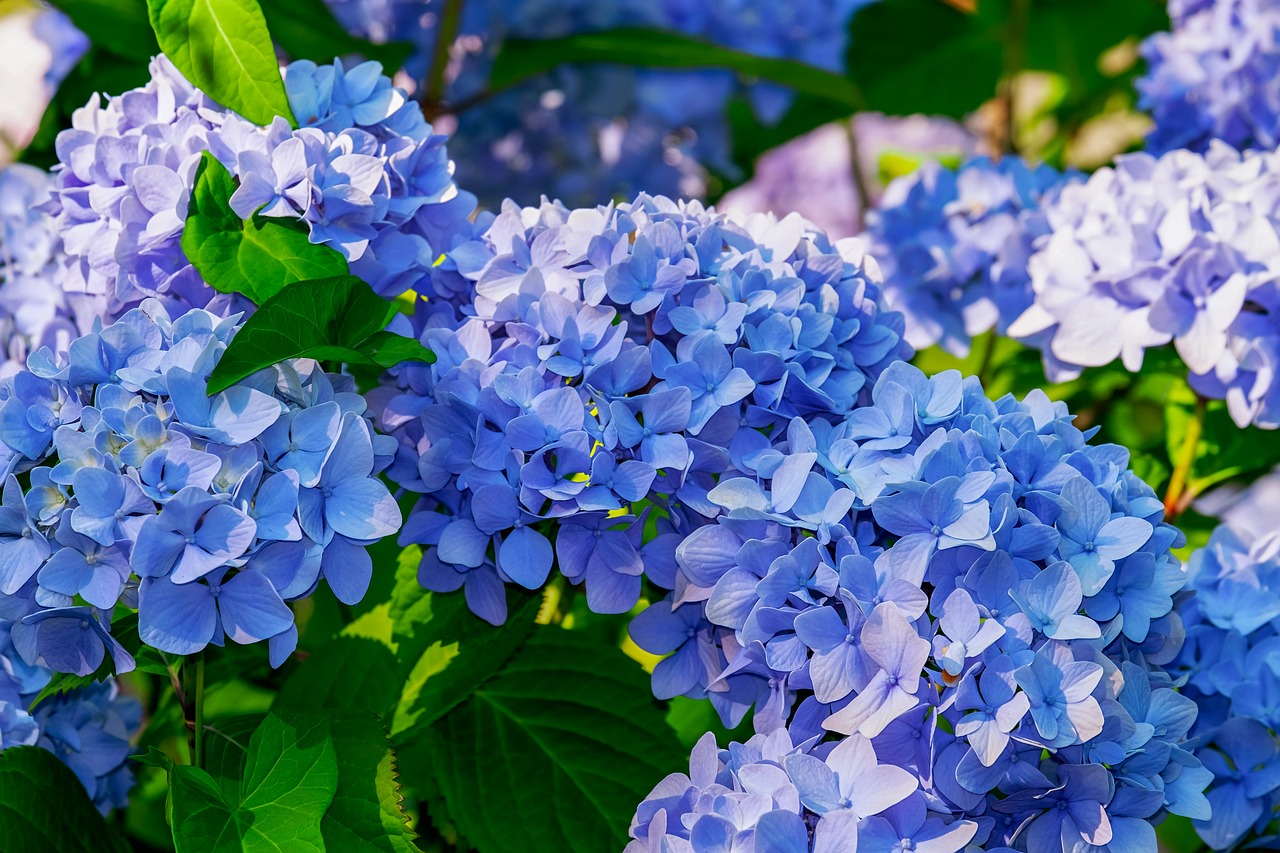 Hortenzija,  Gėlė,  Hortenzija Gėlių,  Mėlyna,  Šviesus,  Žydi,  Dekoratyvinių Krūmų,  Dekoratyvinis Augalas,  Mėlyna Hortenzija,  Floros