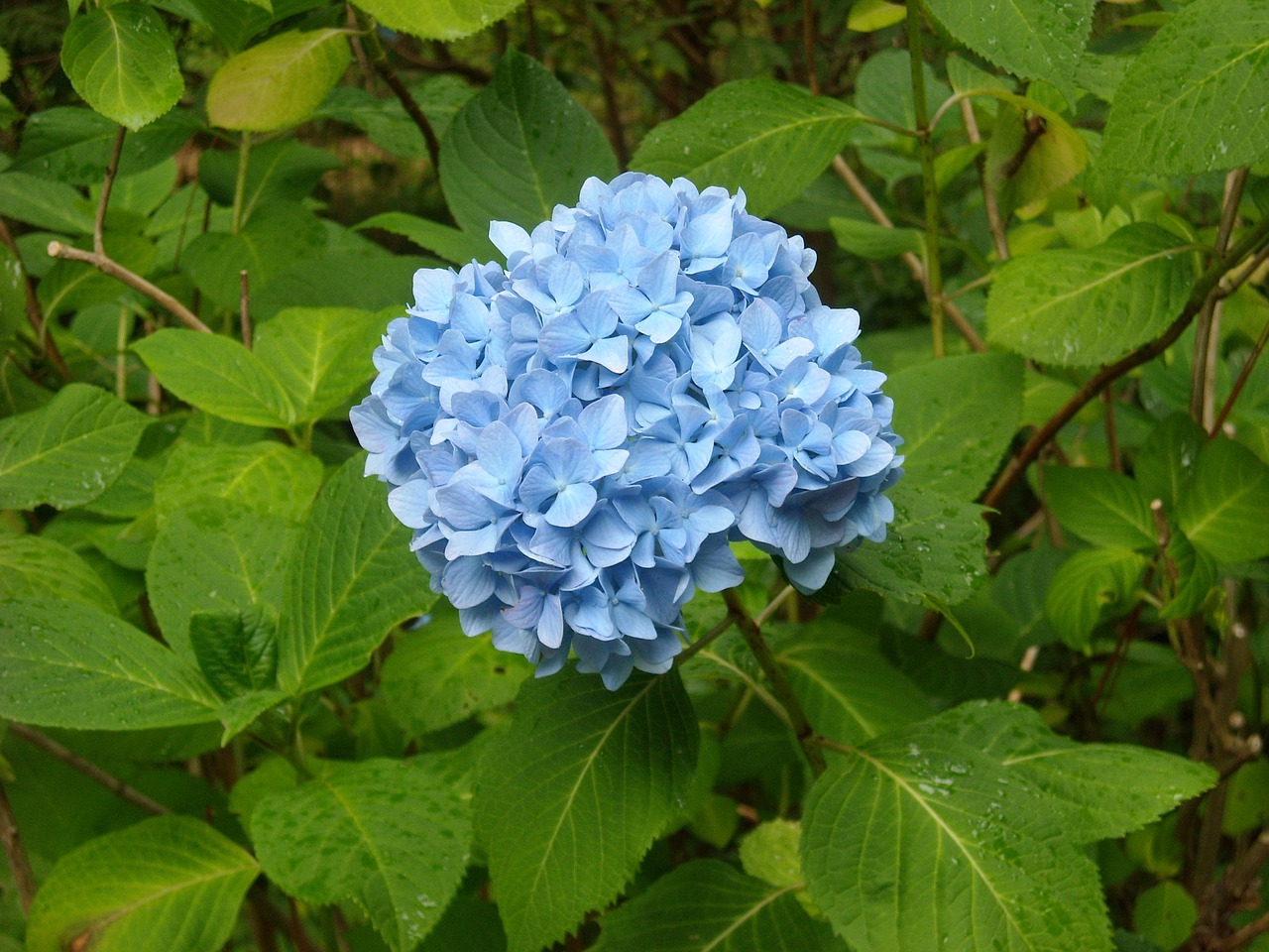 Hortenzija,  Mėlyna,  Alpine Garden, Nemokamos Nuotraukos,  Nemokama Licenzija