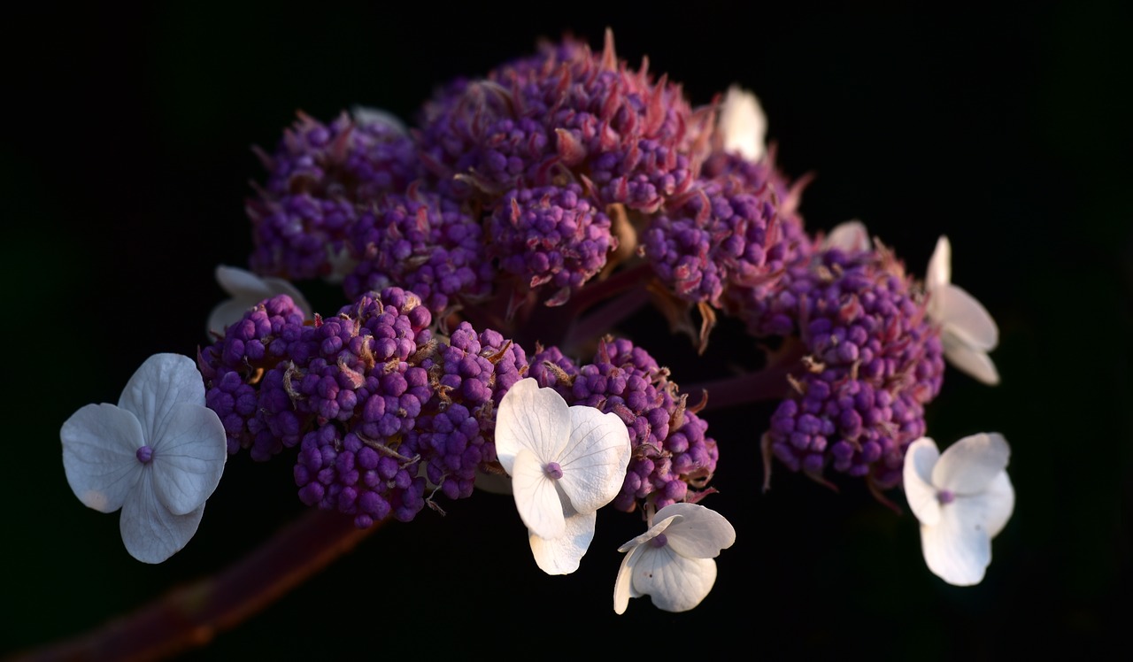 Hortenzija,  Violetinė,  Žiedas,  Žydi,  Gėlė,  Šiltnamio Efektą Sukeliančių Hortenzija,  Pobūdį,  Iš Arti,  Dekoratyvinių Krūmų,  Žiedynai