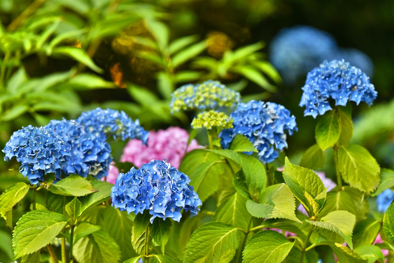 Hortenzija,  Hortensia,  Krūmas,  Gėlė,  Lapuočių,  Amžinai Žaliuojantis Augalas, Nemokamos Nuotraukos,  Nemokama Licenzija