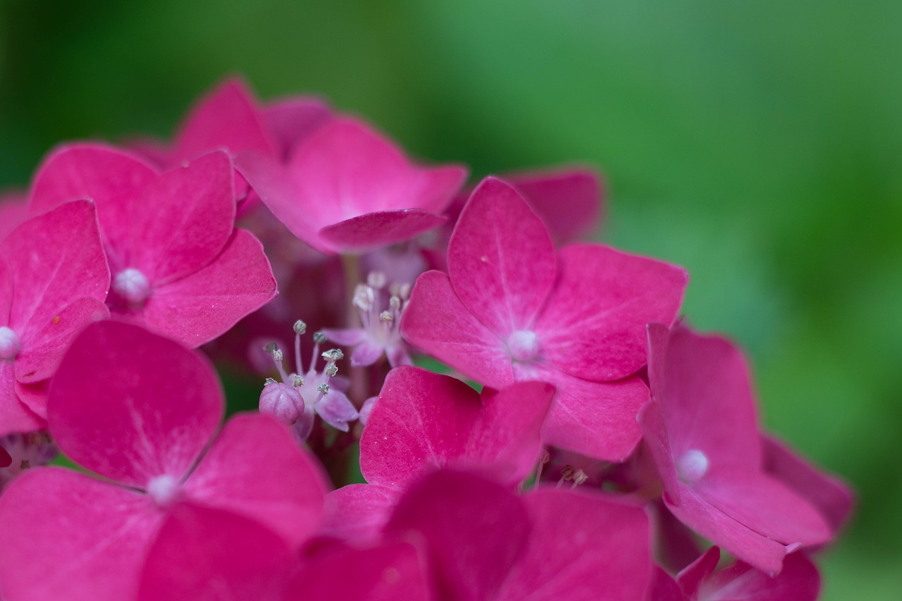 Hortenzija,  Rožinis,  Makro,  Gėlė,  Gėlės,  Hortenzija Šeimos,  Sierheester,  Sodas,  Žiedynai,  Floros