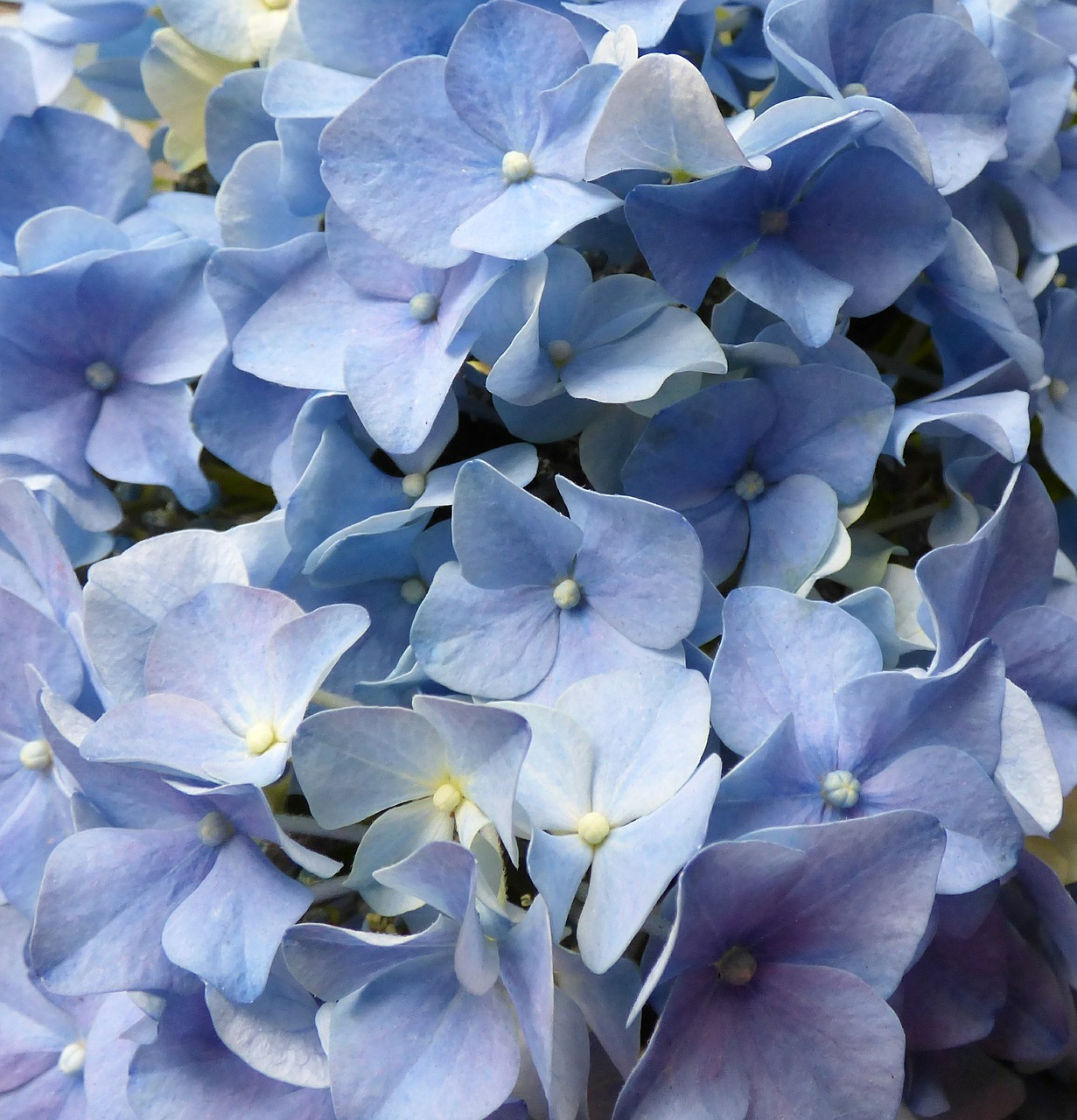 Hortenzija, Gėlės, Mėlynas, Nemokamos Nuotraukos,  Nemokama Licenzija