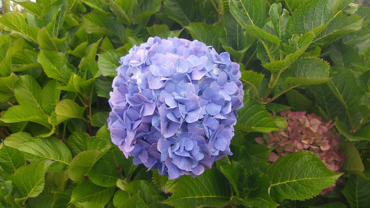 Hortenzija, Gėlė, Mėlynas, Gražus, Gamta, Gėlių, Natūralus, Hydrangea Macrophylla, Alyva, Violetinė