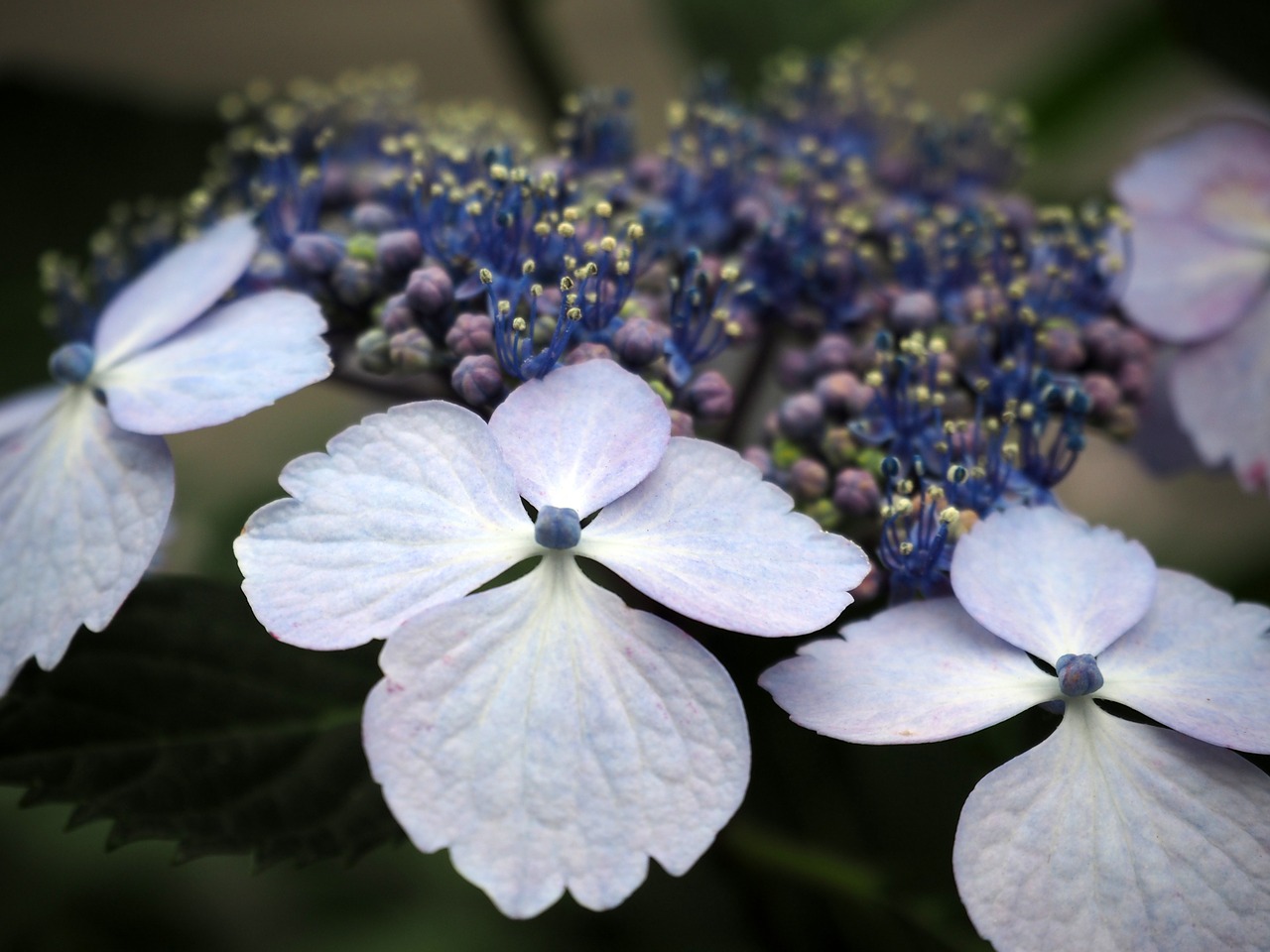 Hortenzija, Hydrangeas, Gėlės, Augalas, Mėlynas, Mėlynos Gėlės, Nemokamos Nuotraukos,  Nemokama Licenzija