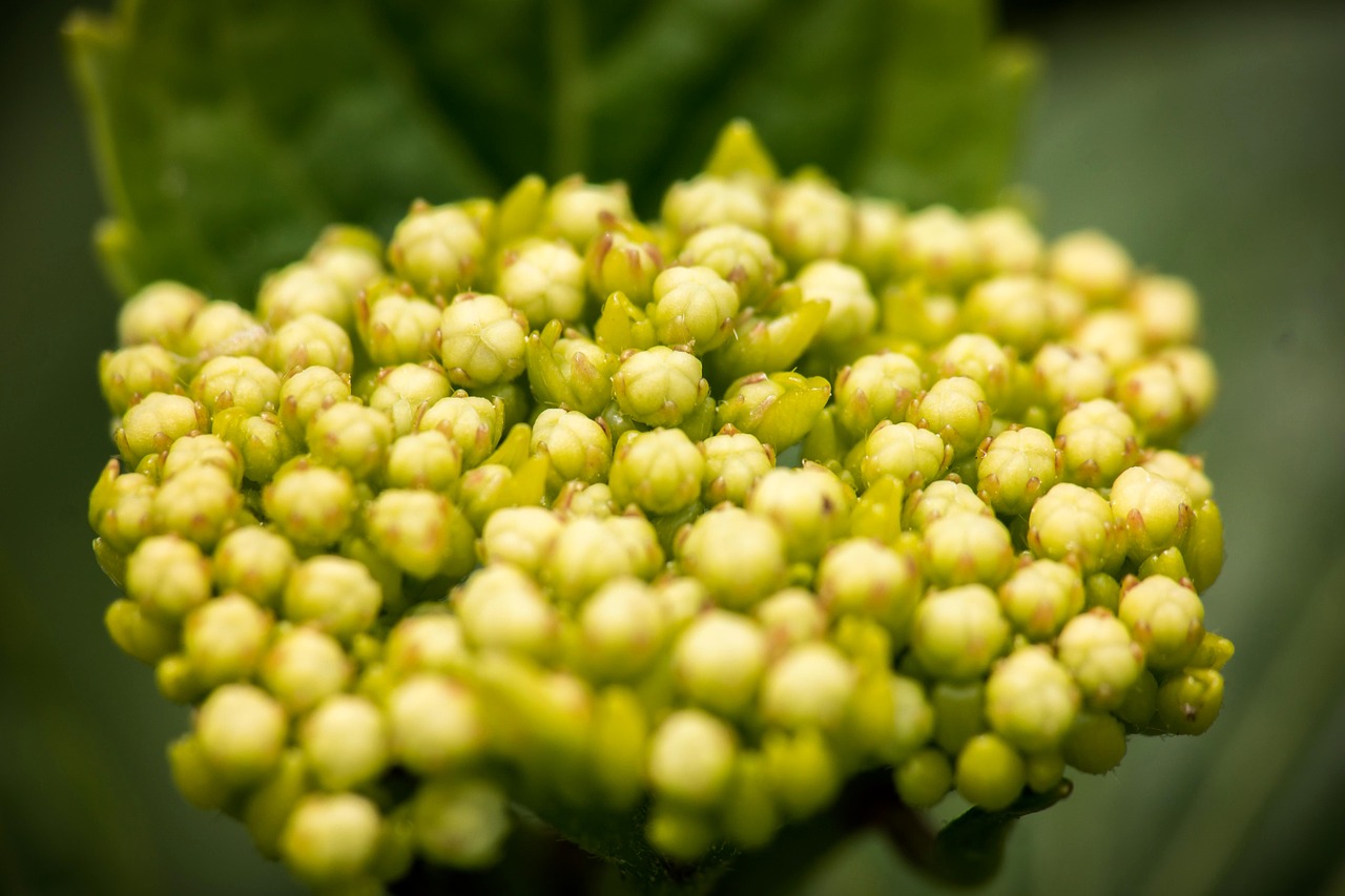 Hortenzija, Jaunas, Žiedas, Žydėti, Frisch, Žalias, Makro, Lapai, Budas, Struktūra